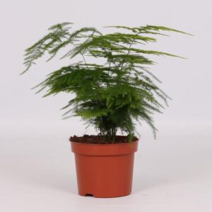 Asparagus Setaceus - Ø12cm - ↕28cm