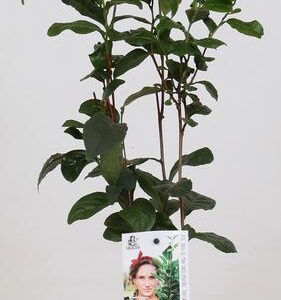 Camellia Sinensis - Theeplant - Ø12cm - ↕40cm