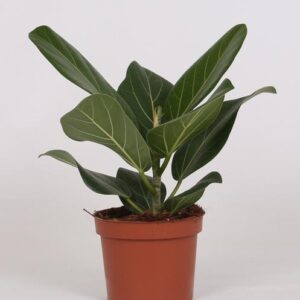 Ficus Bengalensis - Ø12cm - ↕25cm