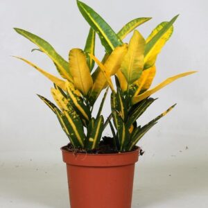 Croton Sunny Star - Ø12cm - ↕30cm