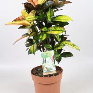 Codiaeum Mrs Iceton - Ø21cm - ↕70cm