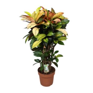 Codiaeum Mrs Iceton - Ø24cm - ↕80cm