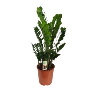 Zamioculcas Zamiifolia - Ø27cm - ↕100cm