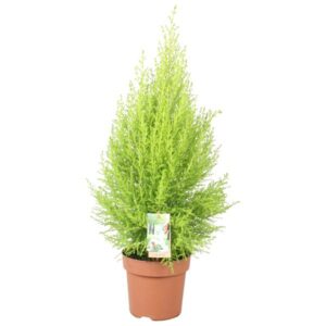 Cupressus Goldcrest Wilma - Ø17cm - ↕80cm