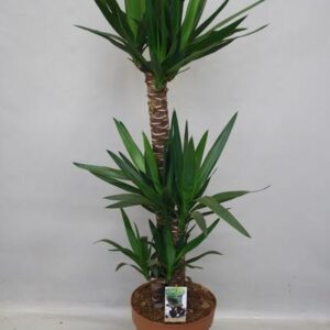 Yucca - Ø27cm - ↕130cm