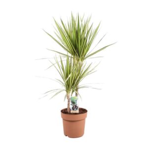 Dracaena Marginata Sunray - Ø21cm - ↕80cm
