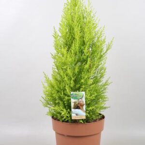 Cupressus Goldcrest Wilma - Ø21cm - ↕70cm