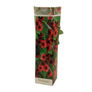 Thunbergia Alata Arizona Red - Ø10,5cm - ↕30cm