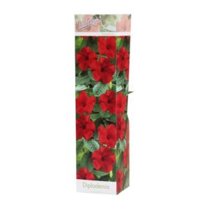 Dipladenia - Ø10,5cm - ↕30cm