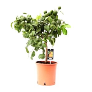 Citrus Red Lime - Ø22cm - ↕75cm