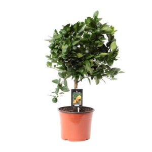 Citrus Calamondin - Ø19cm - ↕65cm