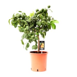 Citrus Red Lime - Ø22cm - ↕80cm