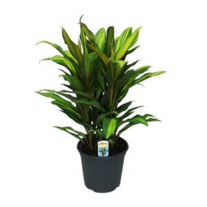 Cordyline Fruticosa Kiwi - Ø19cm - ↕55cm
