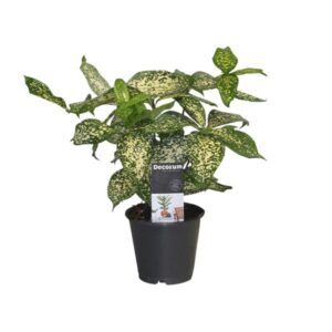 Dracaena Godsefiana - Ø12cm - ↕25cm