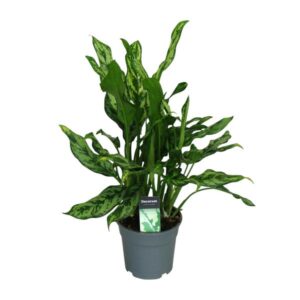 Aglaonema Maria - Ø17cm - ↕55cm