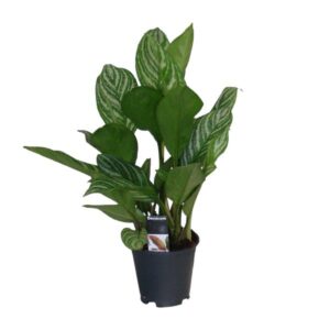 Aglaonema Stripes - Ø17cm - ↕60cm