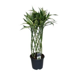 Dracaena Godsefiana - Ø19cm - ↕75cm
