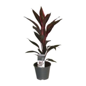 Cordyline Tango - Ø12cm - ↕40cm