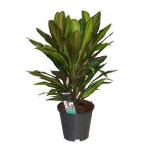 Cordyline Kiwi - Ø19cm - ↕55cm