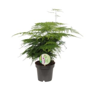 Asparagus Plumosus - Ø12cm - ↕35cm