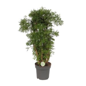Polyscias Hawaiian - Ø24cm - ↕95cm