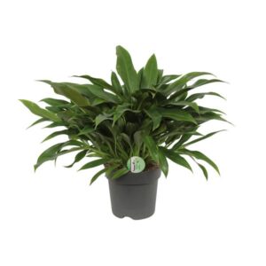 Philodendron Little Phil - Ø17cm - ↕45cm
