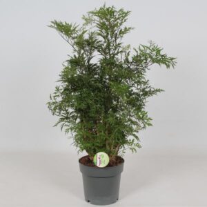 Polyscias Hawaiian - Ø19cm - ↕60cm