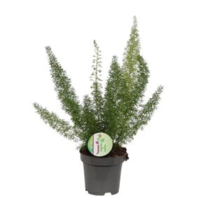 Asparagus Meyeri - Ø12cm - ↕35cm