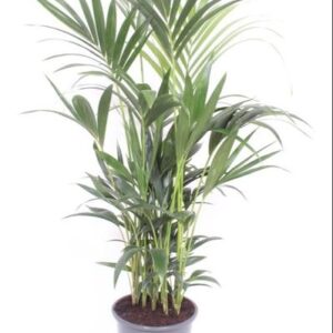 Howea Forsteriana - Ø27 ↕120