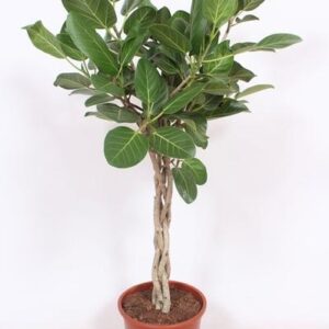 Ficus Benghalensis - Ø27 ↕120