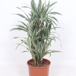 Dracaena White Stripe - Ø24cm - ↕100cm