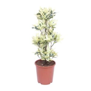 Codiaeum Variegatum Tamara - Ø27cm - ↕100cm