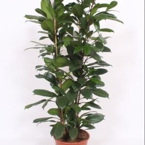 Ficus Cyathistipula - Ø27cm - ↕100-120cm