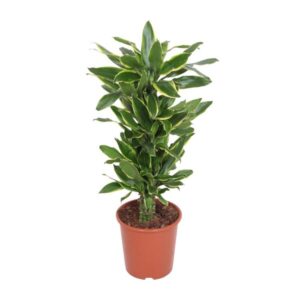 Dracaena Golden Coast - Ø27cm - ↕110cm
