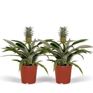 Bromelia (Ananasplant) - 2 stuks - Ø12cm - ↕30cm