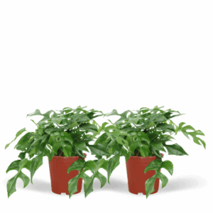 Monstera Minima - (Gatenplant) - 2 stuks - Ø15cm - ↕30cm