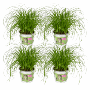 Cyperus Alternifolius (Kattengras) - 4 stuks - Ø12cm - ↕20cm