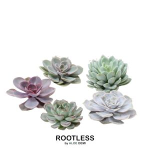 ROOTLESS Echeveria Medium Mix GIY Box