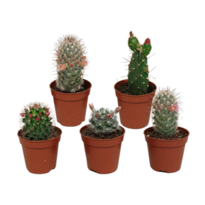 Cactus mix 5.5 cm - zonder pot bloeiend - 5x