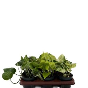 Epipremnum Mix - 6 stuks - Ø12cm - ↕15cm