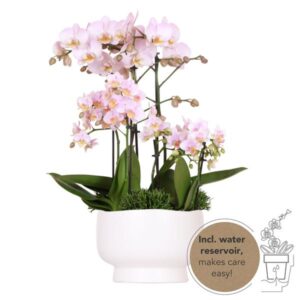 Kolibri Orchids | roze plantenset in Scandic dish incl. waterreservoir | drie roze orchideeën en drie groene planten | Field Bouquet roze met zelfvoorzienend waterreservoir