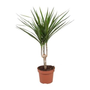 Dracaena Marginata - Ø12cm - ↕50cm