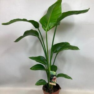 Strelitzia Nicolai - Ø17cm - ↕90cm