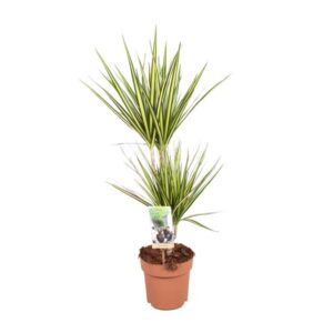 Dracaena Sunray - Ø17cm - ↕70cm