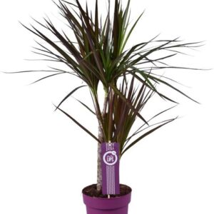 Dracaena Magenta - Ø17cm - ↕70cm