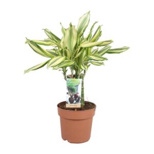Dracaena Diamonddream - Ø17cm - ↕40cm