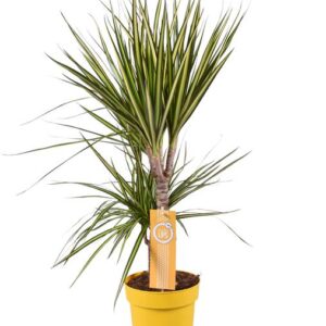 Dracaena Sunray - Ø17cm - ↕70cm