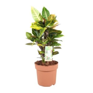 Codiaeum Petra - Ø21cm - ↕60cm