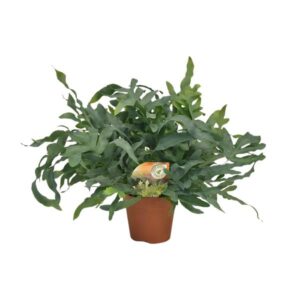 Phlebodium Blue Star - Ø17cm - ↕60cm