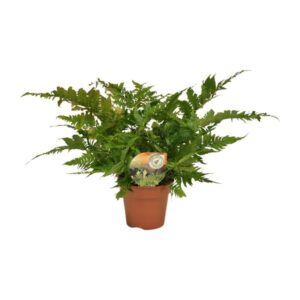 Dryopteris Erythrosora - Ø17cm - ↕50cm